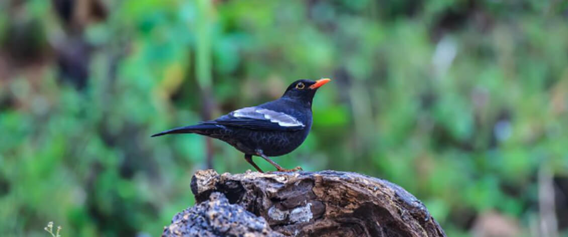 pangot bird uttarakhand banner