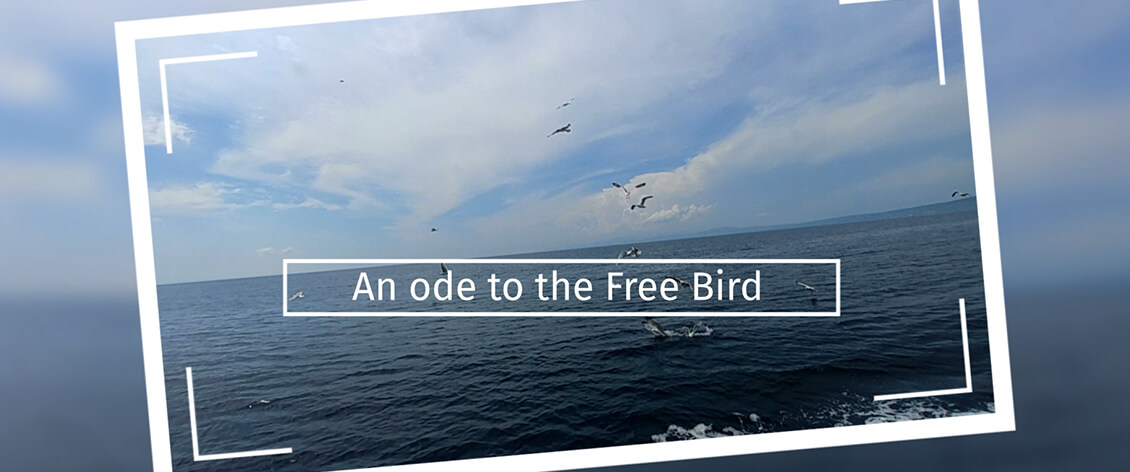 migrtory birds background banner