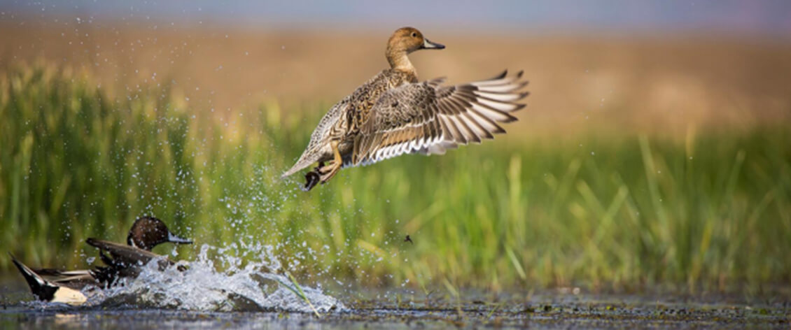 migrtory birds banner