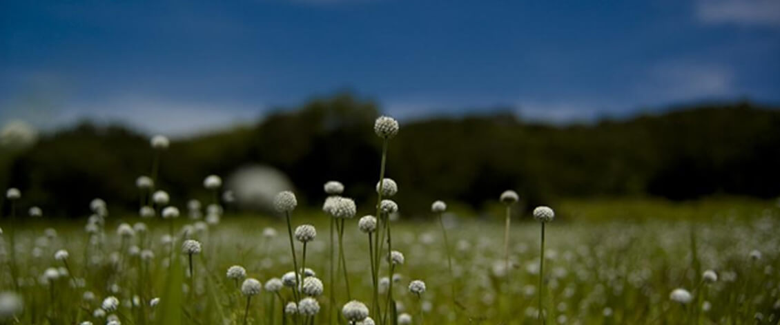 Kaas Plateau banner