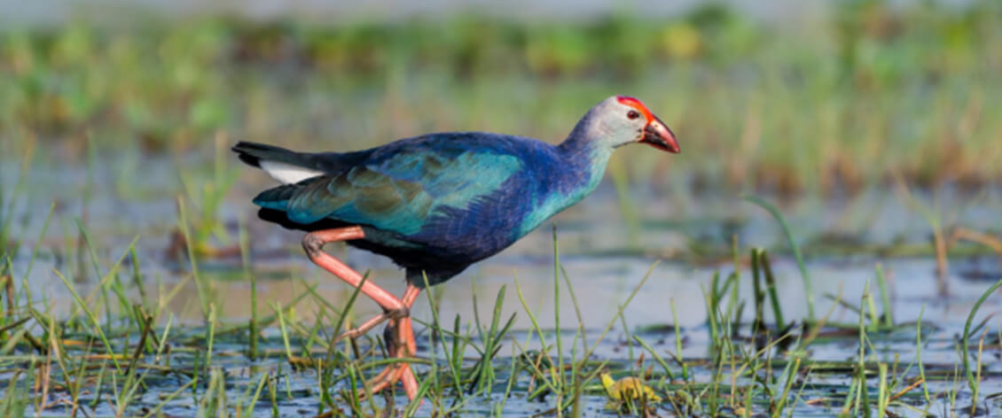 Purple Swamphen image